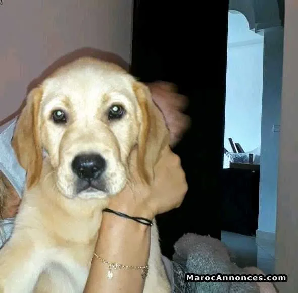 Chien labrador - الدار البيضاء (3)