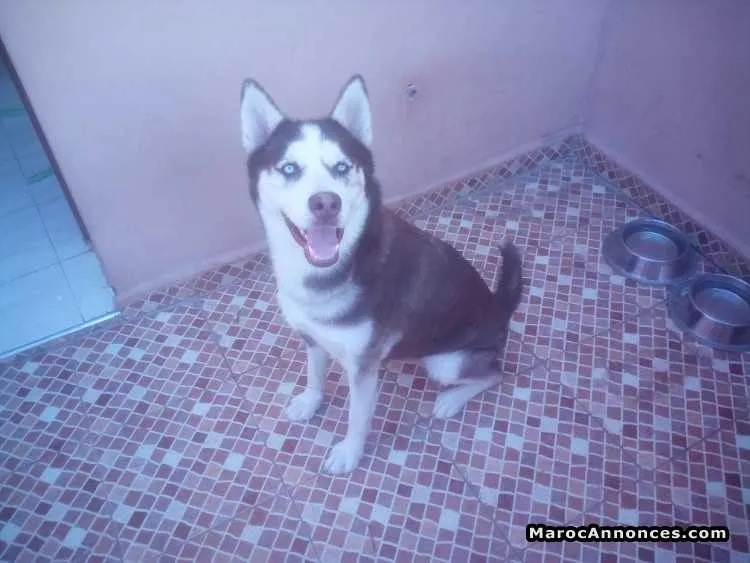 Husky femelle - مراكش