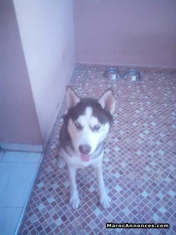 Husky femelle - مراكش (3)