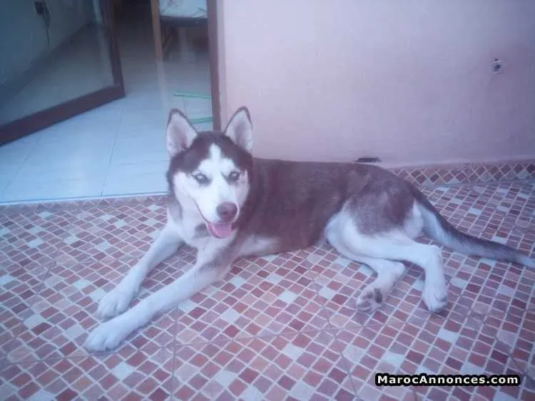 Husky femelle - مراكش (2)