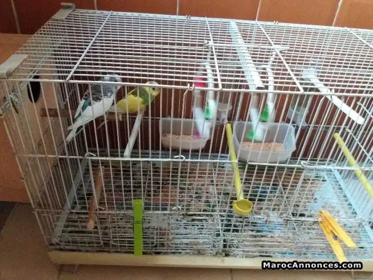 Couple avec cage - الدار البيضاء