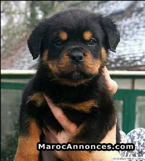 Chiots rottweiler - مكناس