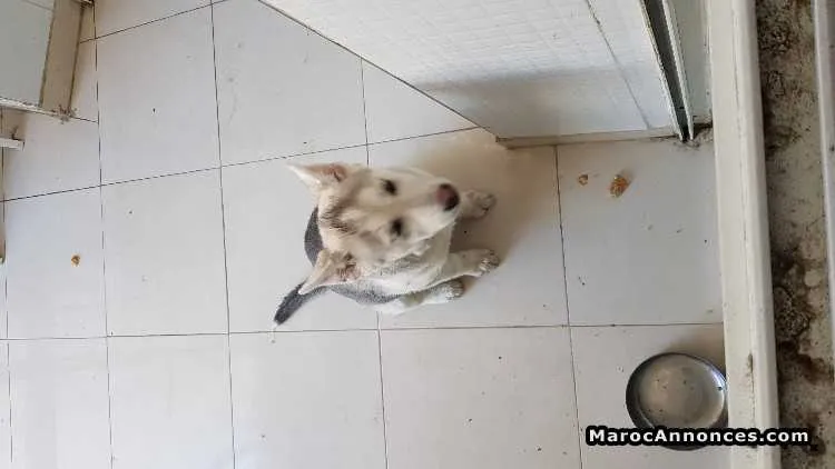 Husky  à vendre - مكناس
