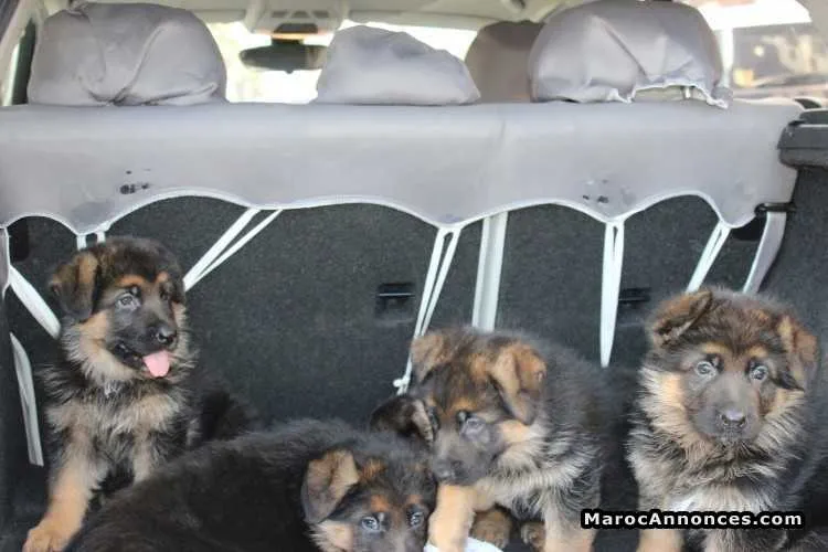Chiots berger allemand - الرباط
