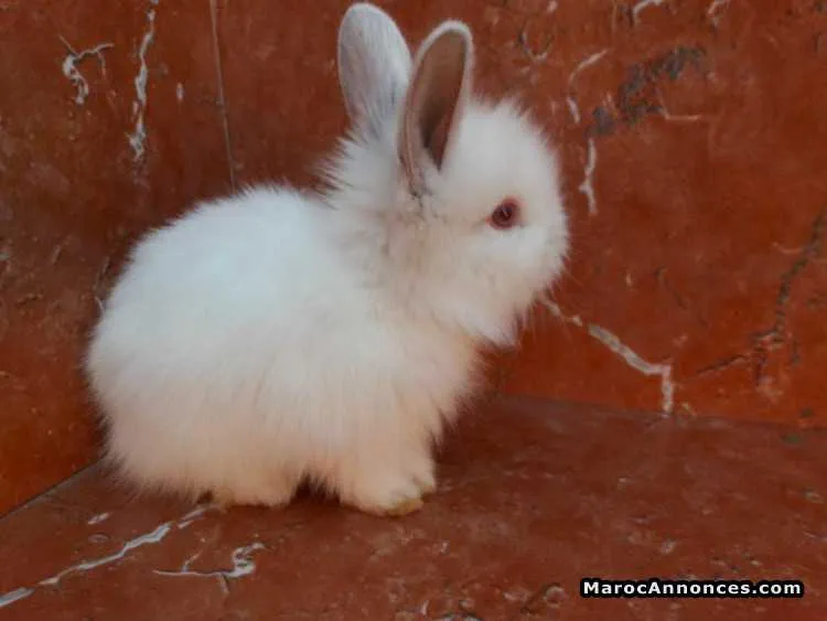 Lapins angora - مراكش