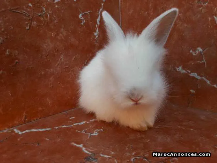 Lapins angora - مراكش (2)
