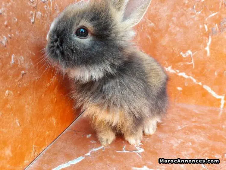 Lapins angora - مراكش (3)
