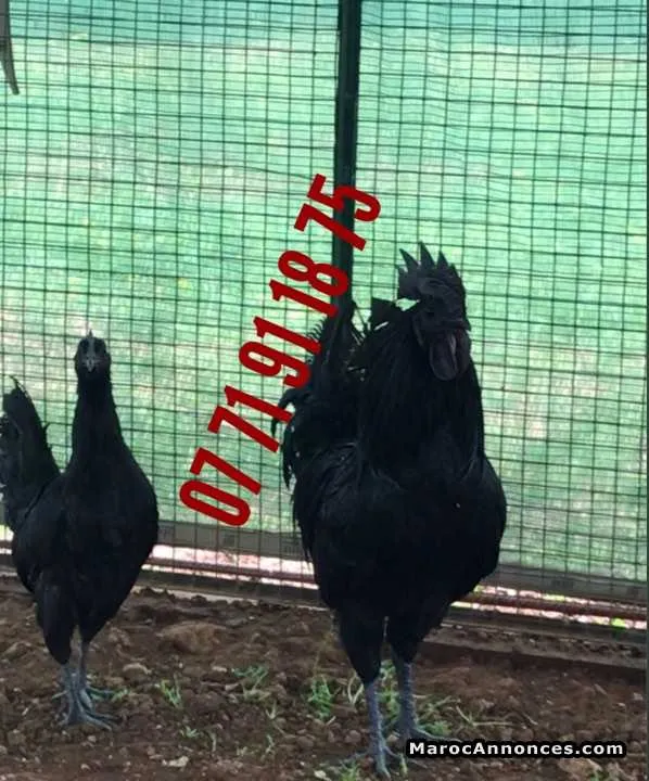 Oeufs fécondés des poules d'ornement - الدار البيضاء (2)