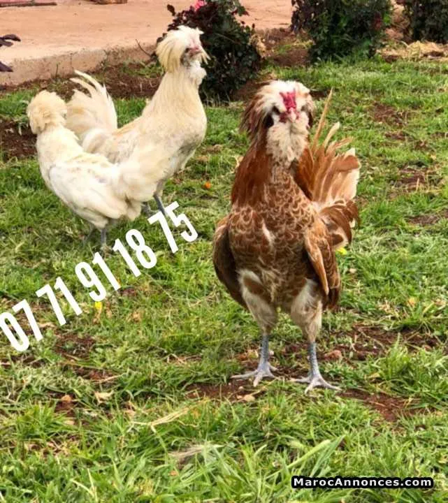 Oeufs fécondés des poules d'ornement - الدار البيضاء