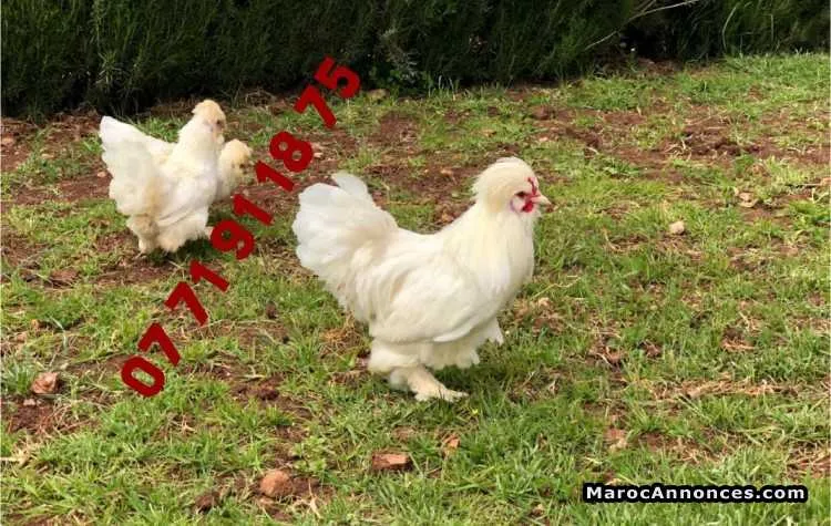 Oeufs fécondés des poules d'ornement - الدار البيضاء (3)