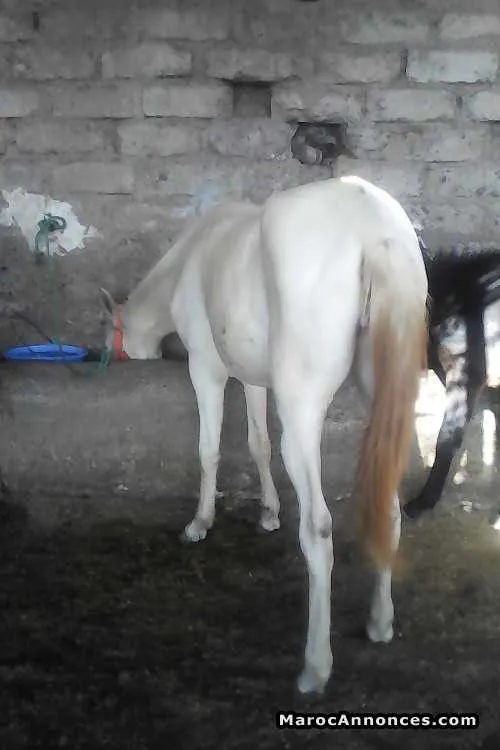 Pouliche à vendre - مراكش (2)