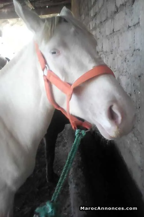 Pouliche à vendre - مراكش