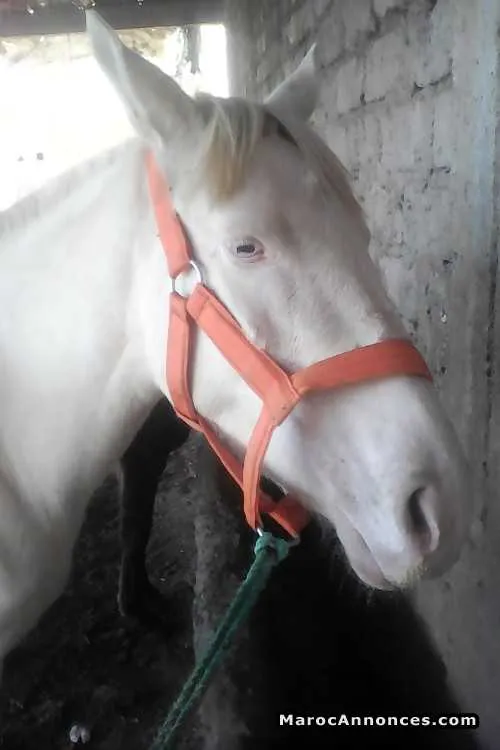 Pouliche à vendre - مراكش (3)