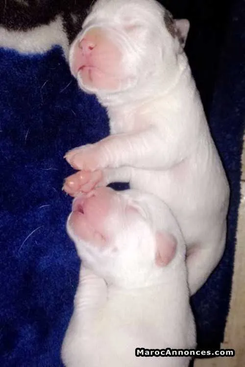 Chiots dogue argentin ( dogo argentino ) - الدار البيضاء