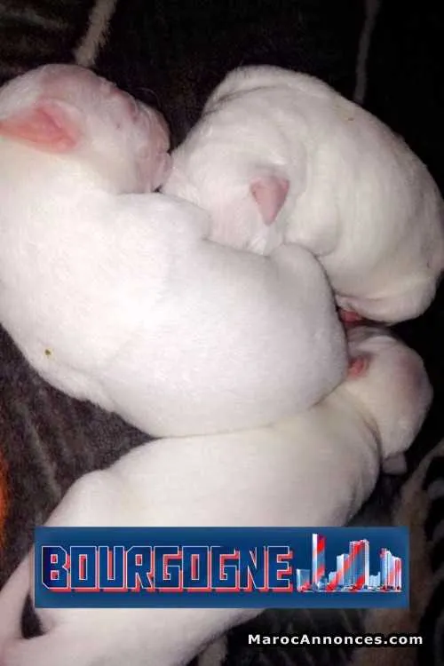 Chiots dogue argentin ( dogo argentino ) - الدار البيضاء (2)