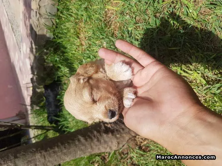 Chiot a vendre - الدار البيضاء
