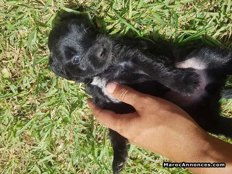 Chiot a vendre - الدار البيضاء (2)