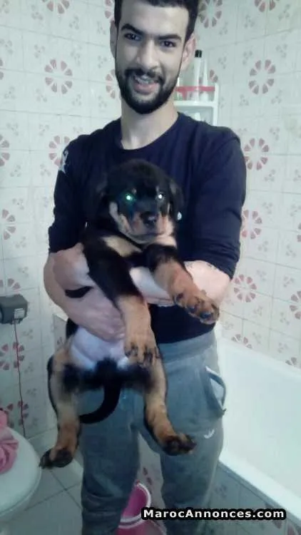 Chiots rottwiler royale - الرباط (2)