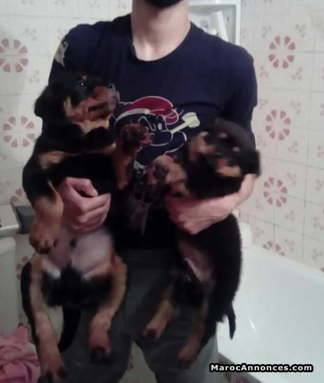 Chiots rottwiler royale - الرباط