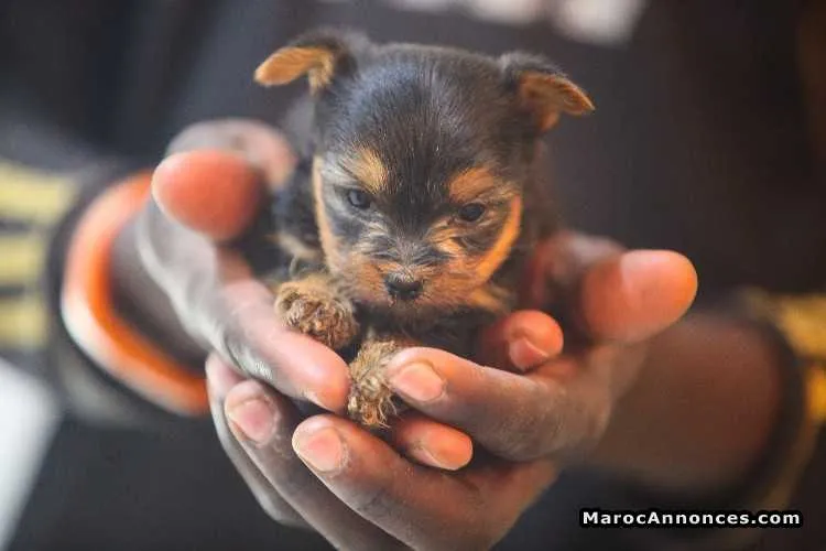 Chiot yorkshire toy pure race age 2 mois à vendre - الدار البيضاء