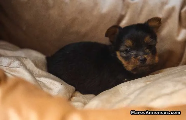 Chiot yorkshire toy pure race age 2 mois à vendre - الدار البيضاء (3)