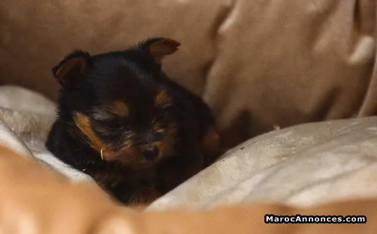 Chiot yorkshire toy pure race age 2 mois à vendre - الدار البيضاء (2)