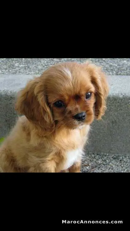 Chien très mignon à vendre - الرباط