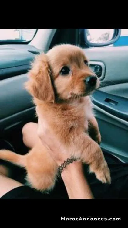 Chien très mignon à vendre - الرباط (3)