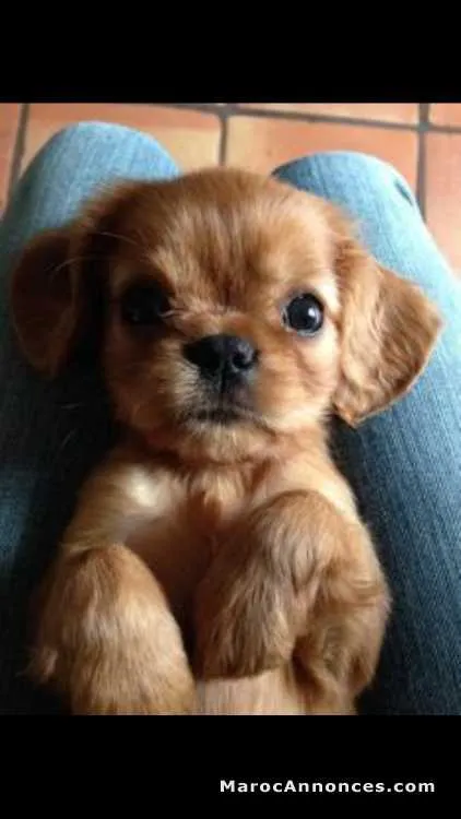 Chien très mignon à vendre - الرباط (2)