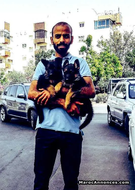 Chiots berger allemand - الدار البيضاء