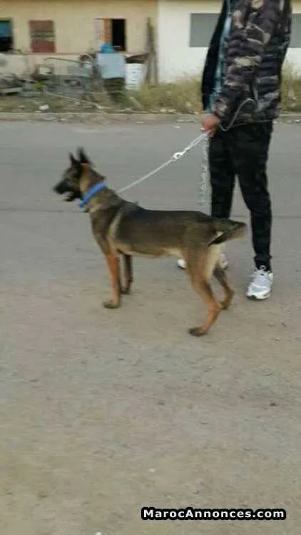 Chien mani charboni - الدار البيضاء (2)