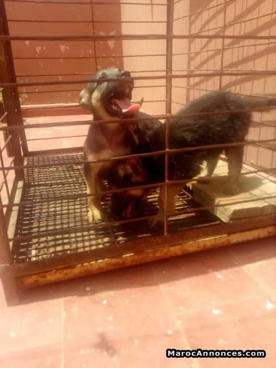 Chiots berger allemand - الرباط