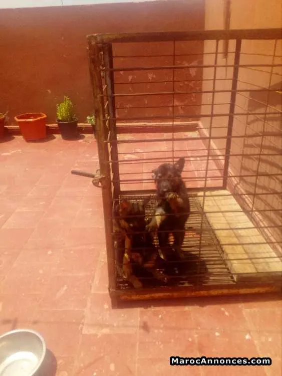 Chiots berger allemand - الرباط (2)