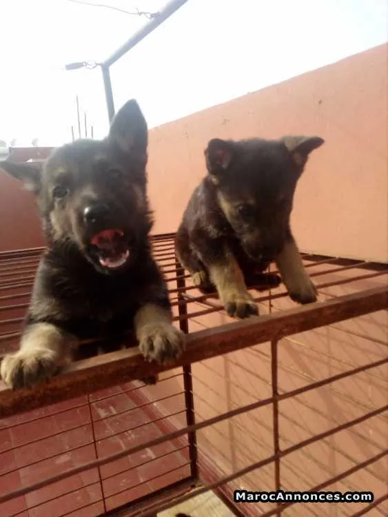 Chiots berger allemand - الرباط (3)