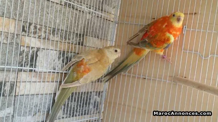 Couples croupion rouge italien - المحمدية (2)