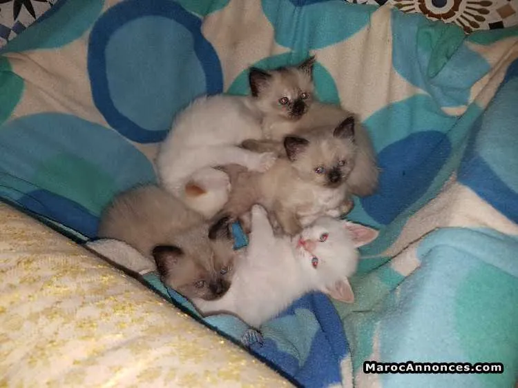 Chats siamois - الرباط