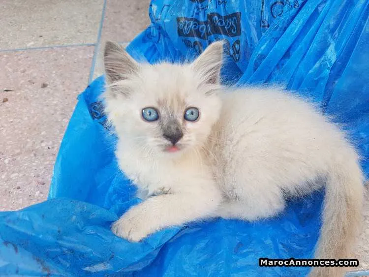 Chats siamois - الرباط (2)
