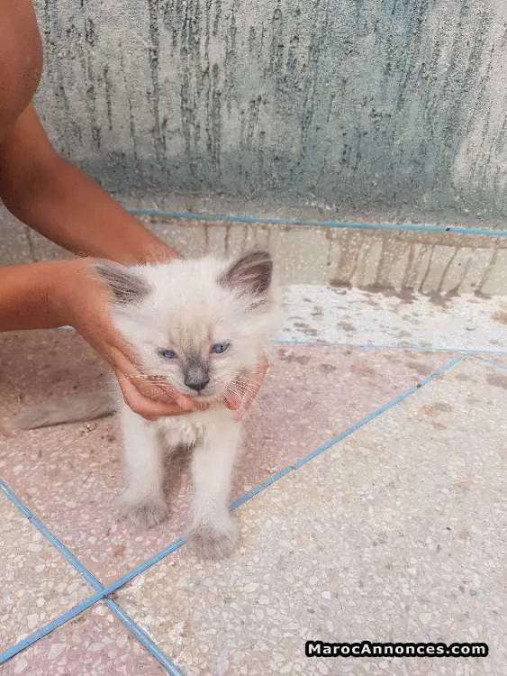 Chats siamois - الرباط (3)