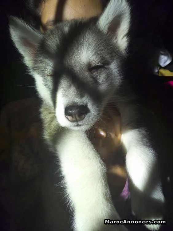 Chienne husky siberien - الدار البيضاء