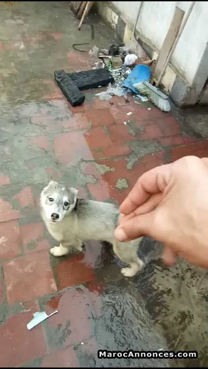 Chienne husky siberien - الدار البيضاء (2)