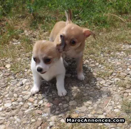 Chiot chihuahua - الدار البيضاء