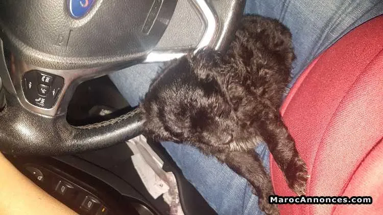 Chiot/ caniche bichon havanais - الدار البيضاء