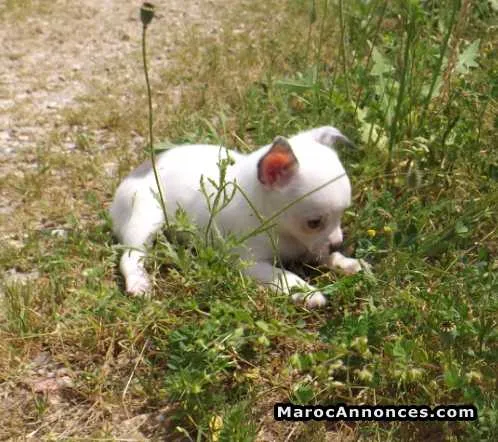 Chiot chihuahua - الدار البيضاء (2)