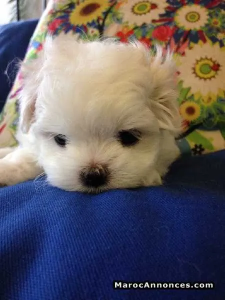 Top bichon maltais 2 mois & 27 j - الدار البيضاء