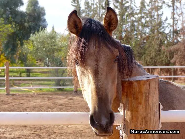 Cheval isabelle - مراكش