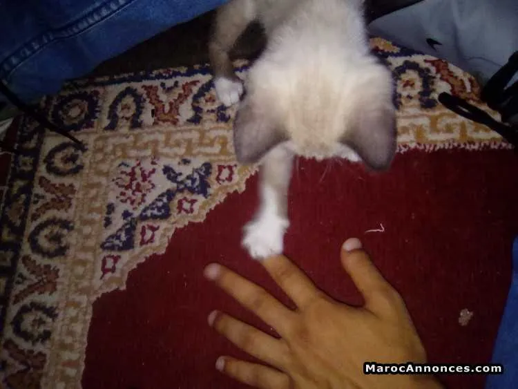 Chaton a vendre - أكادير (3)