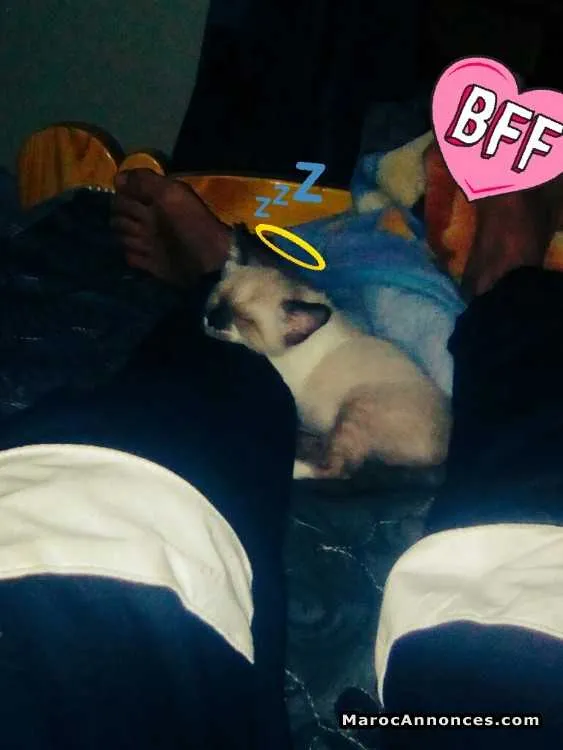 Chaton a vendre - أكادير