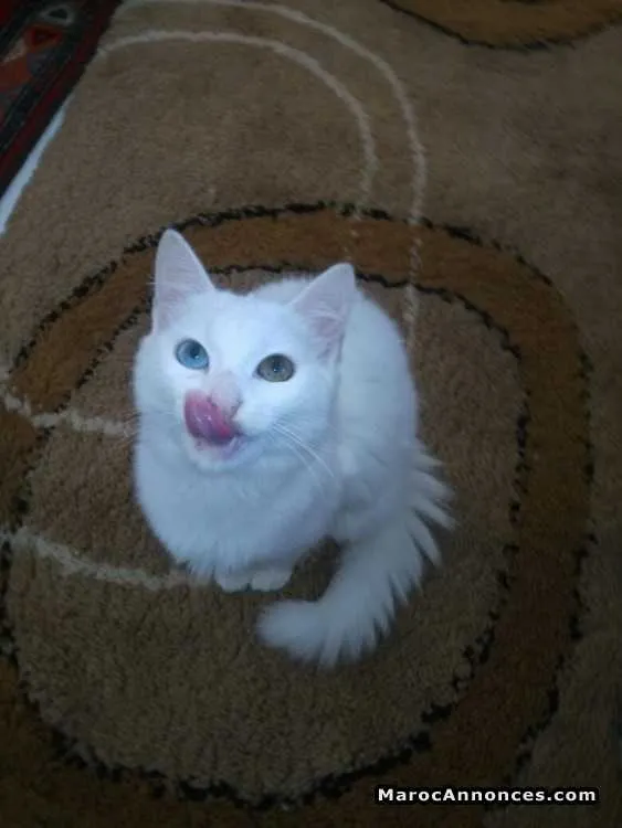 Angora turque - الجديدة