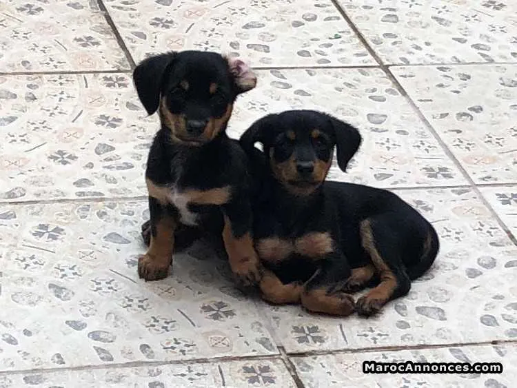 Chiots a vendre - مراكش