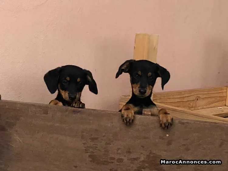 Chiots a vendre - مراكش (2)